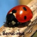 Beruinka